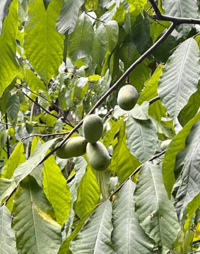 Paw paws, America’s first fruit